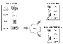 Sample Configuration to Illustrate the Different VVR Components