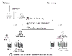 Example---How Data Flows in the Asynchronous Mode of Replication